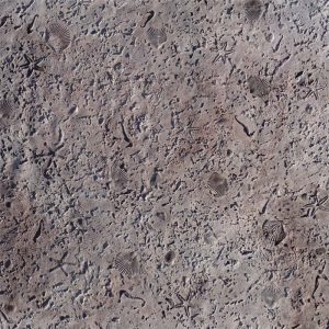 Coquina with Seashell Stamping Skin Mat | By Proline